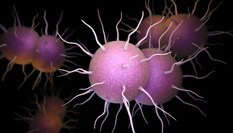 3D illustration of the bacterium responsible for the sexually transmitted infection Gonorrhea.