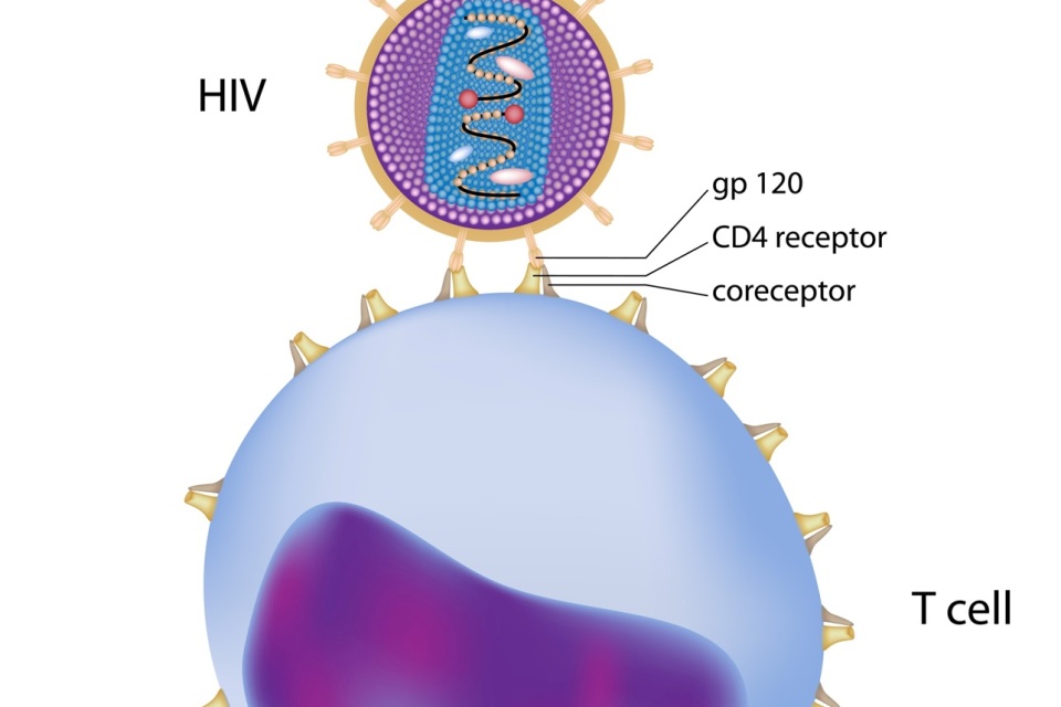 White Blood Cell Test For Hiv