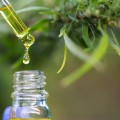 Planta de cannabis/marihuana y botella pequeña de vidrio de aceite con cuentagotas.