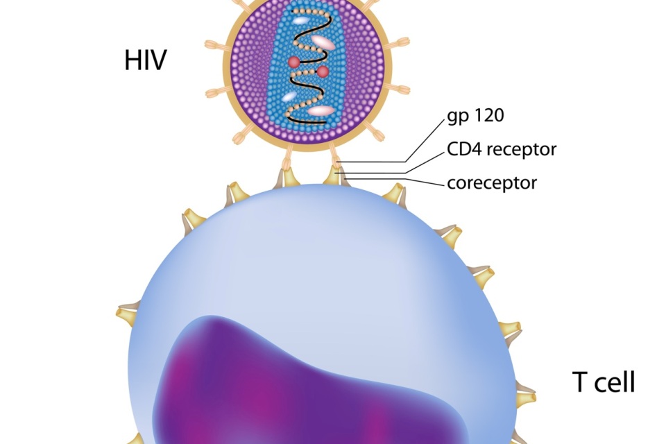 Colorful illustration of T Cell and HIV, showing CD4 receptor, coreceptor, and GP 120.
