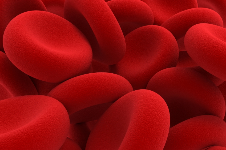 Red blood cells.