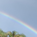 Rainbow over trees.